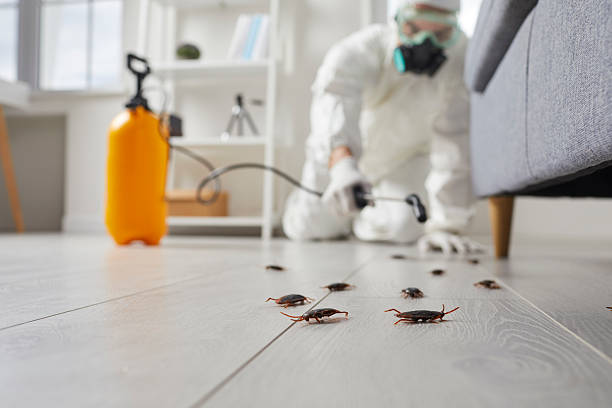 Commercial Kitchen Cockroach Control in Mountain View